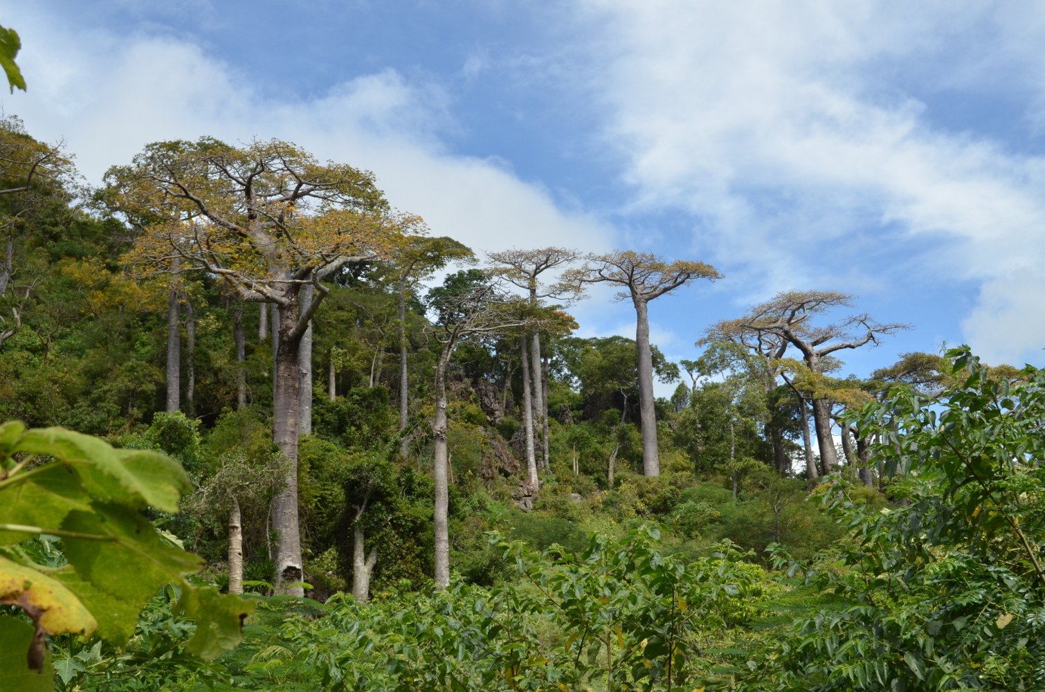 Population de baobabs de l’espèce Adansonia suarezensis sur le site de la Montagne des Français au nord de Madagascar. Cette espèce est fortement menacée par la perte d’habitat associée aux changements climatiques.